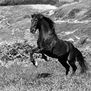 Island Horse