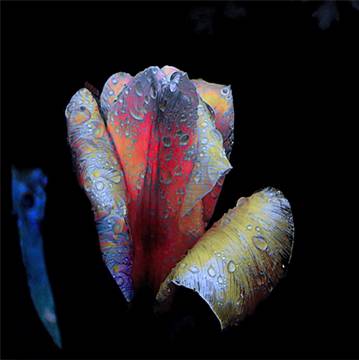 Tulpen-Nacht