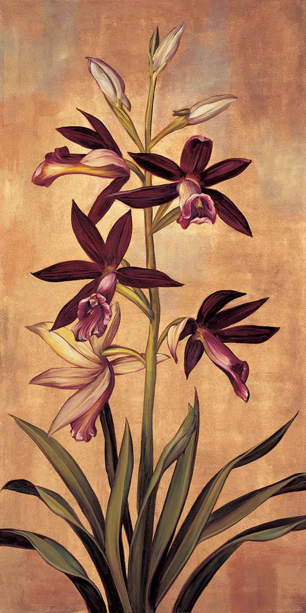 Burgundy Orchid