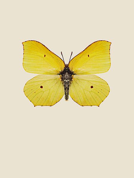 Gonepteryx rhamni