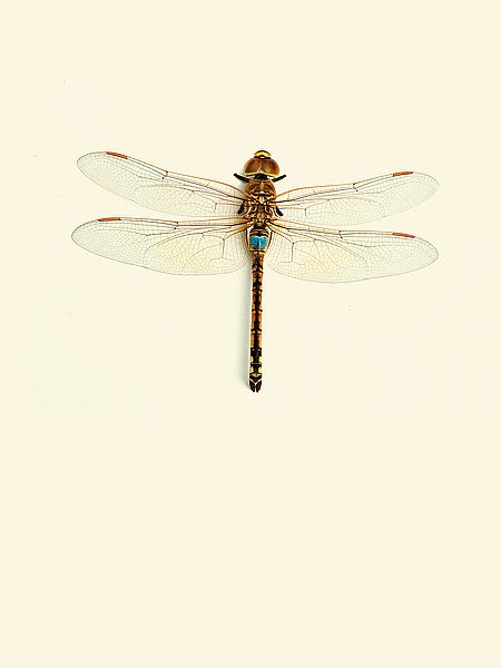 Dragonfly 1