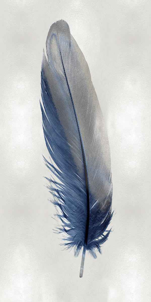 Blue Feather on Silver 1