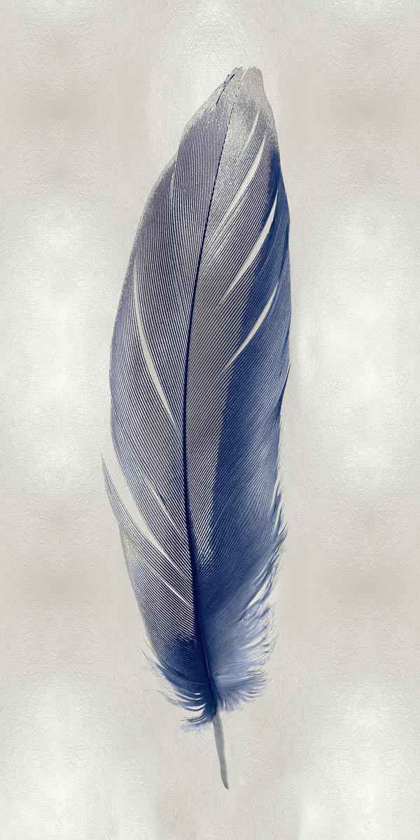 Blue Feather on Silver 2