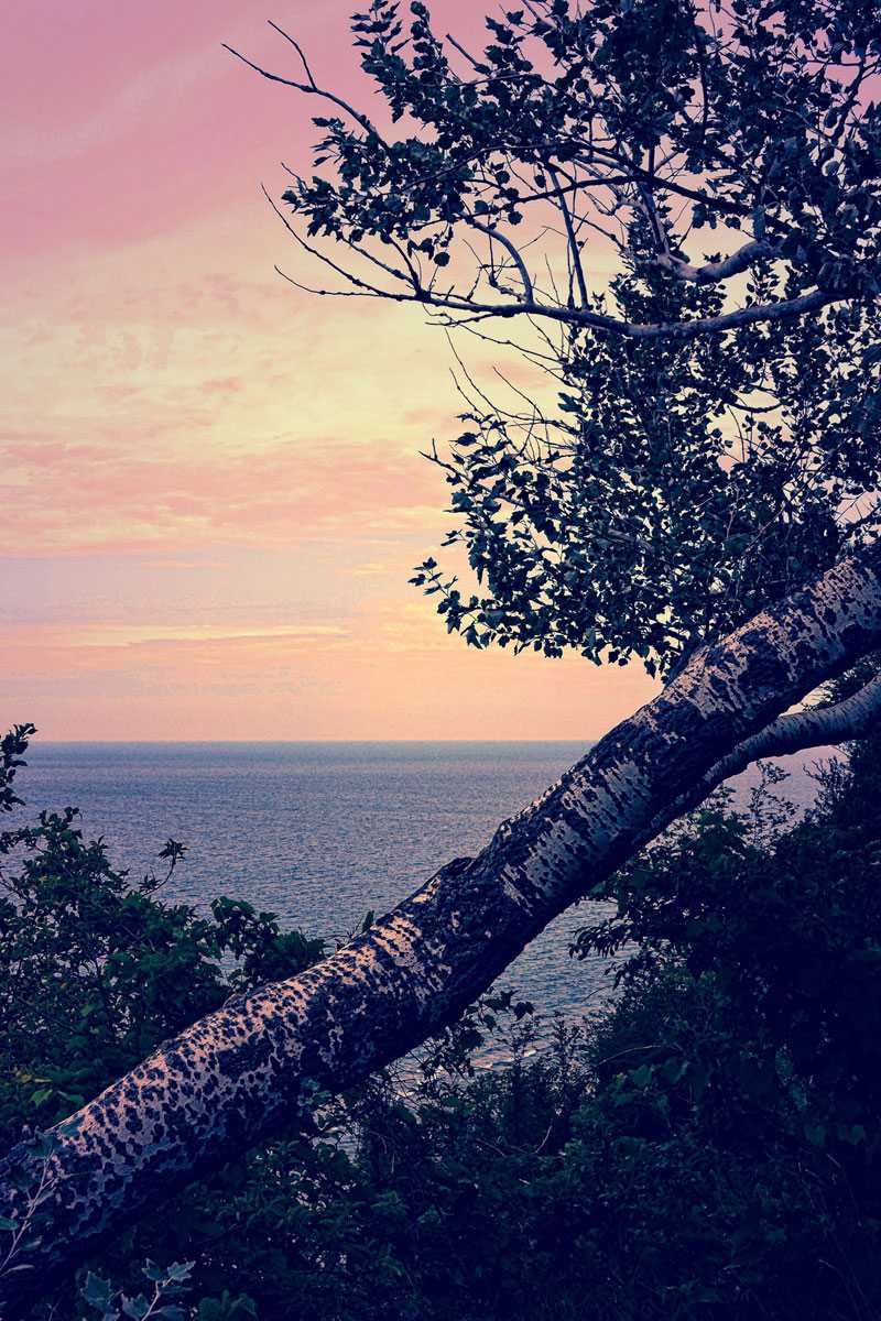 Birch At The Overlook