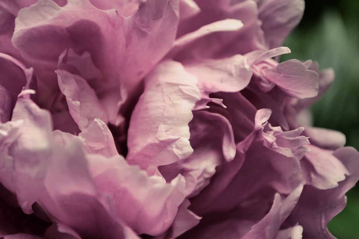 Pink Peony In Morning