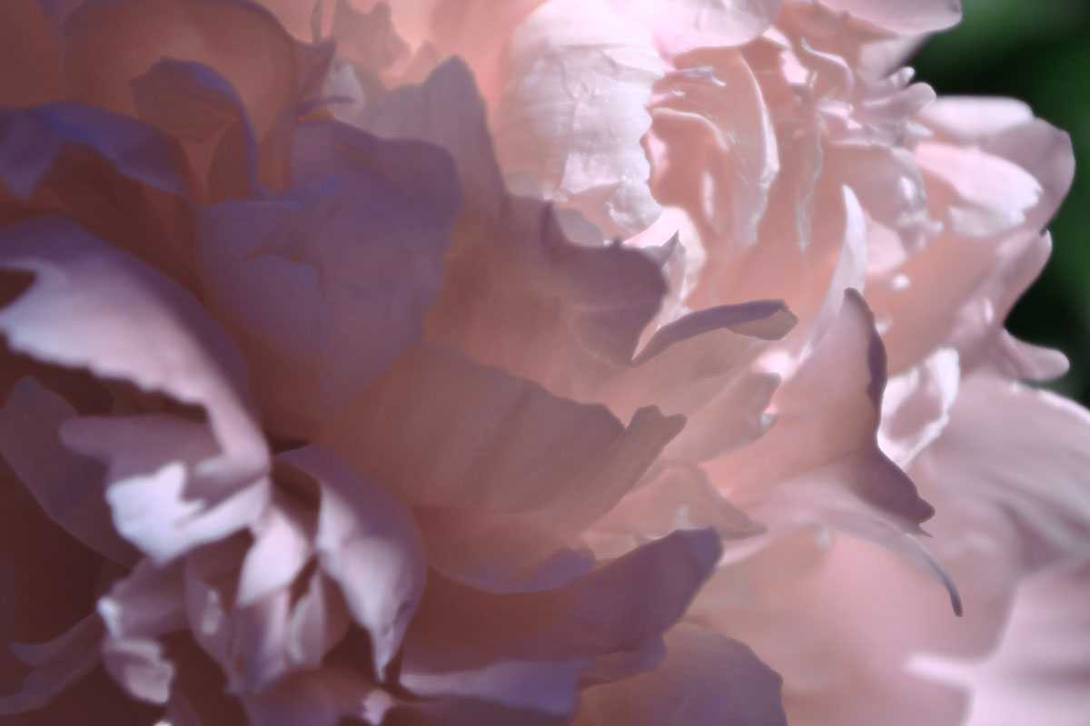 Velvet Peony