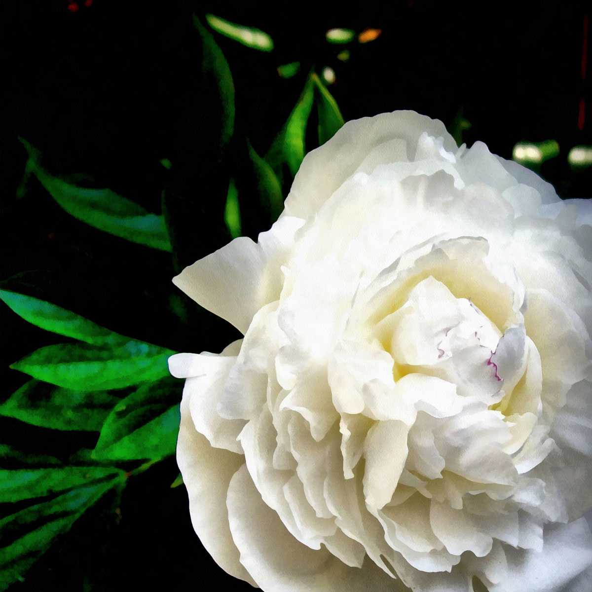White peony