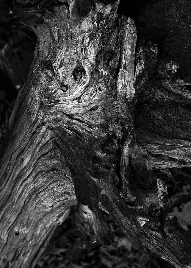 Black Wood