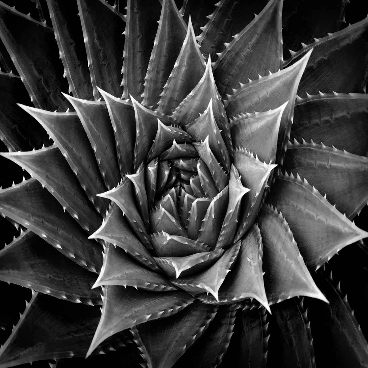 Succulent 1