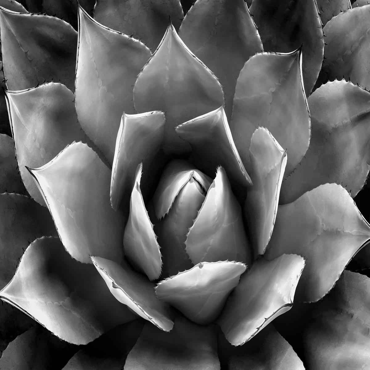 Succulent 2