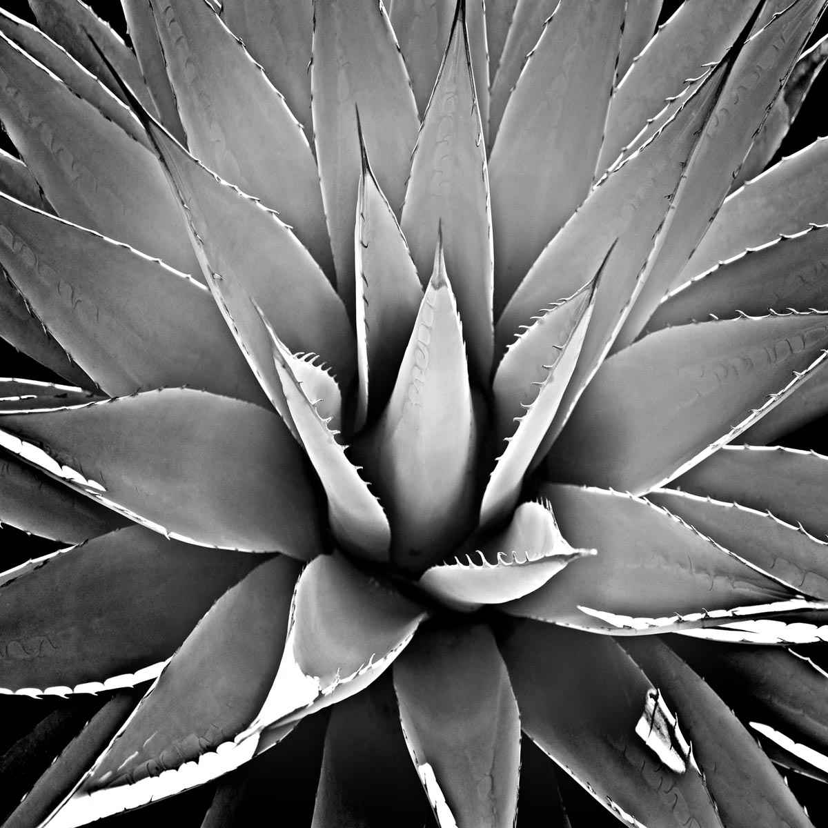 Succulent 3