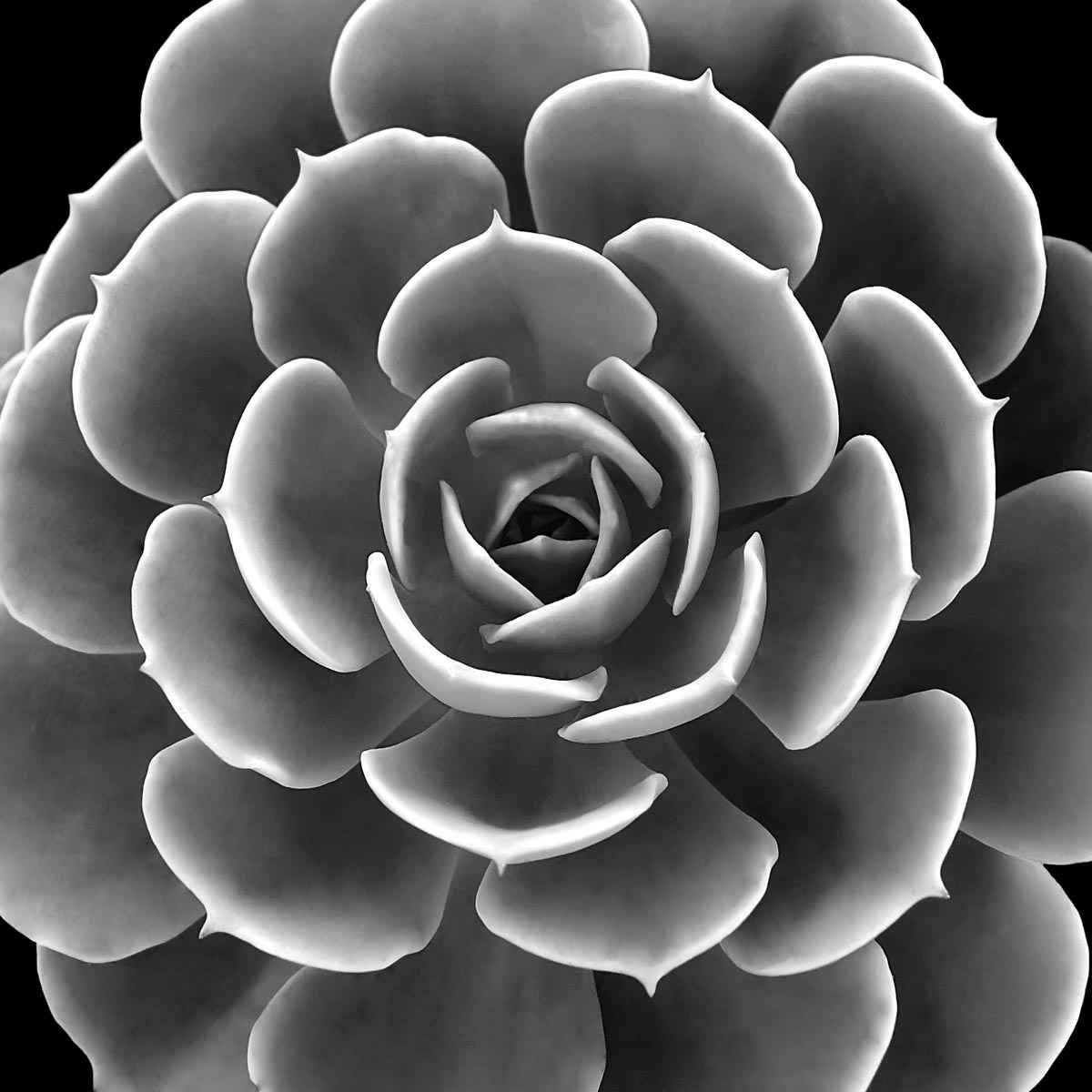 Succulent 4