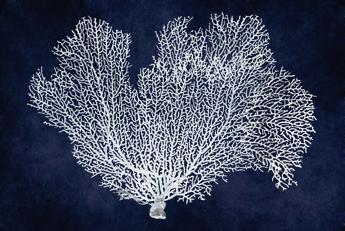 Sea Fan on Indigo Blue 1