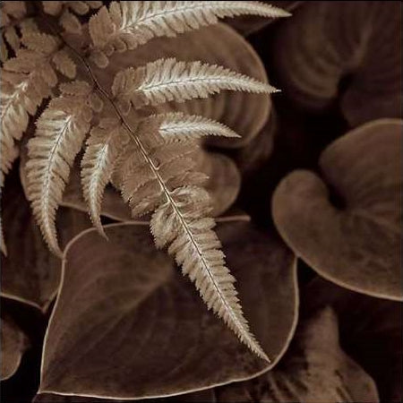 Painted Ferns 1