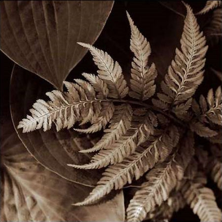 Painted Ferns 2