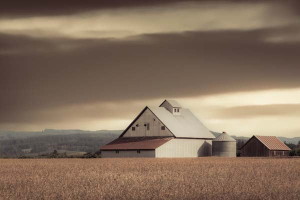 White Barn in the Wheat