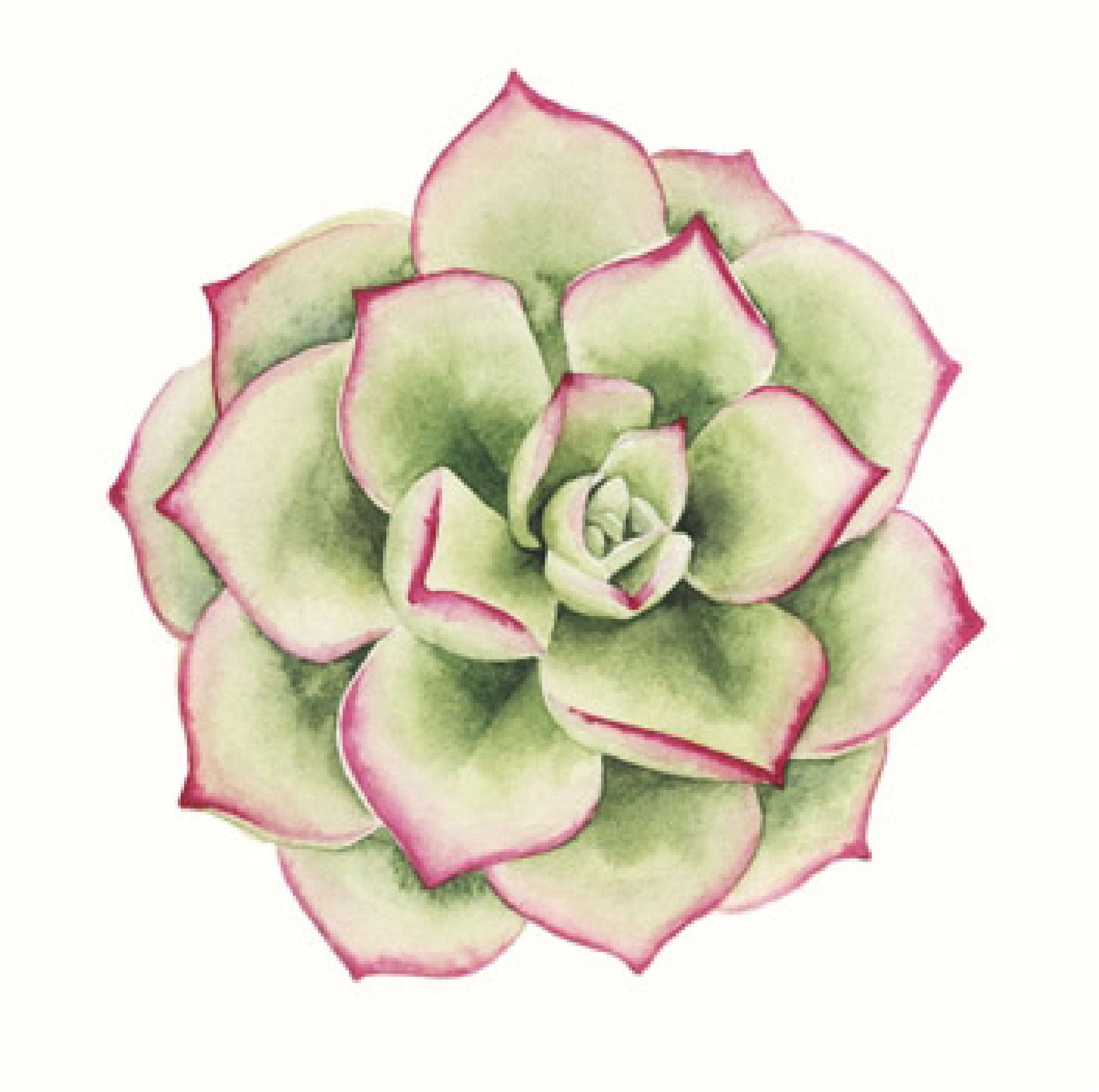 Tropical Plant 4
