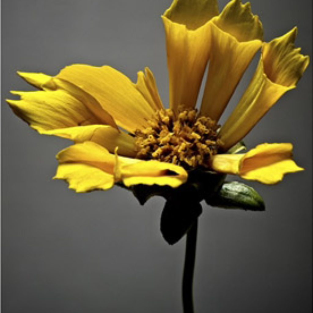 Studio Flowers 10