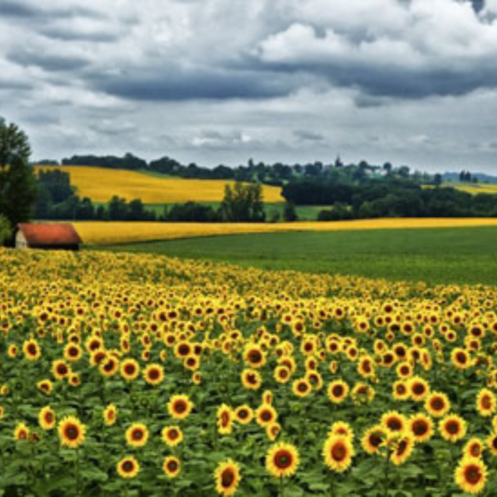 Pastoral Countryside 4