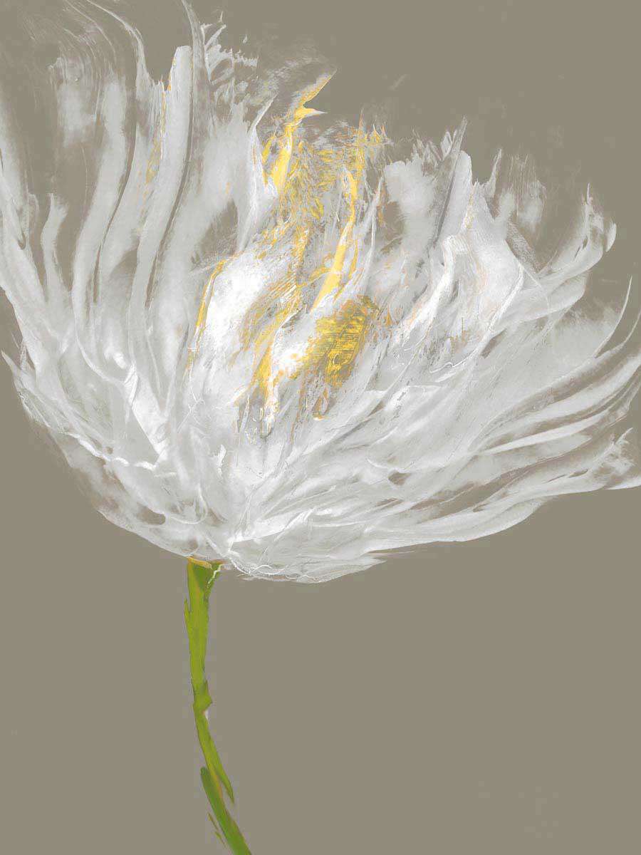 White Tulips 1