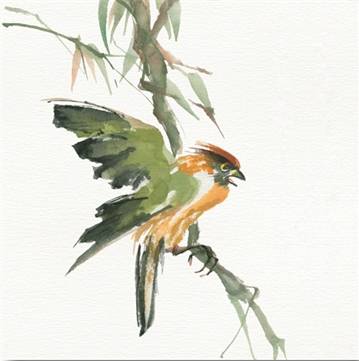 Formosan Firecrest