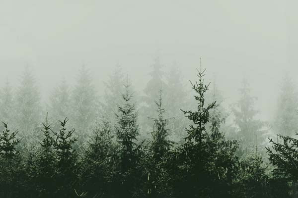 Strigel – Mountain Forest Green