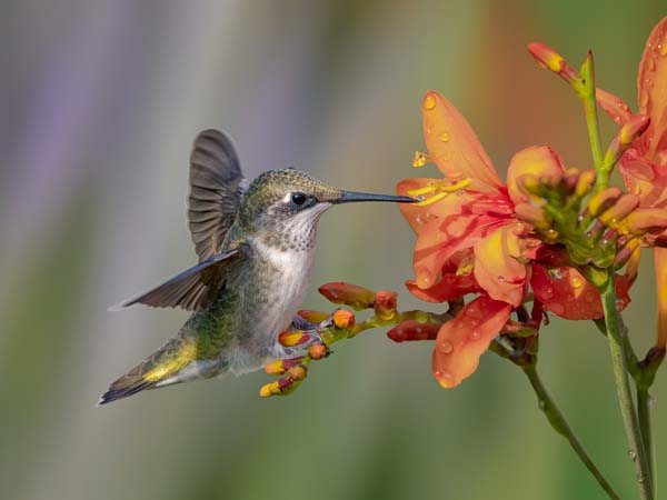 Fu – Hummingbird