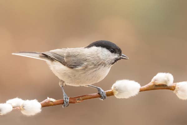 Keizer – Almost Spring