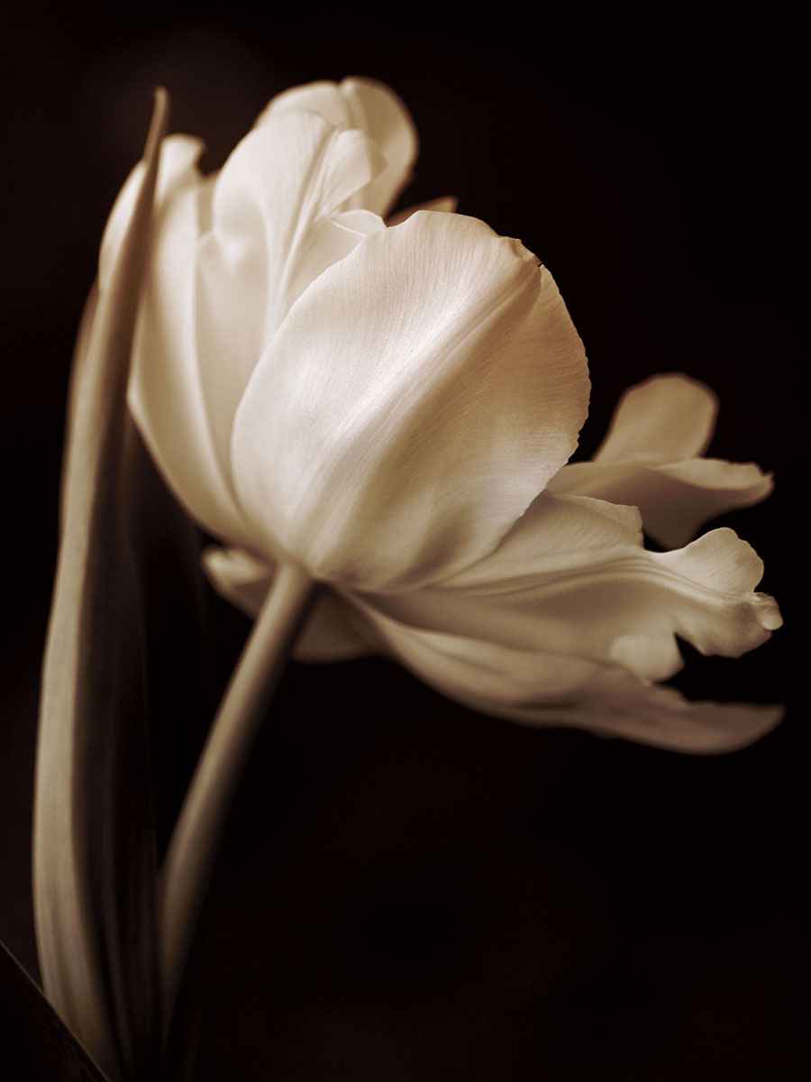 Champagne Tulip 1